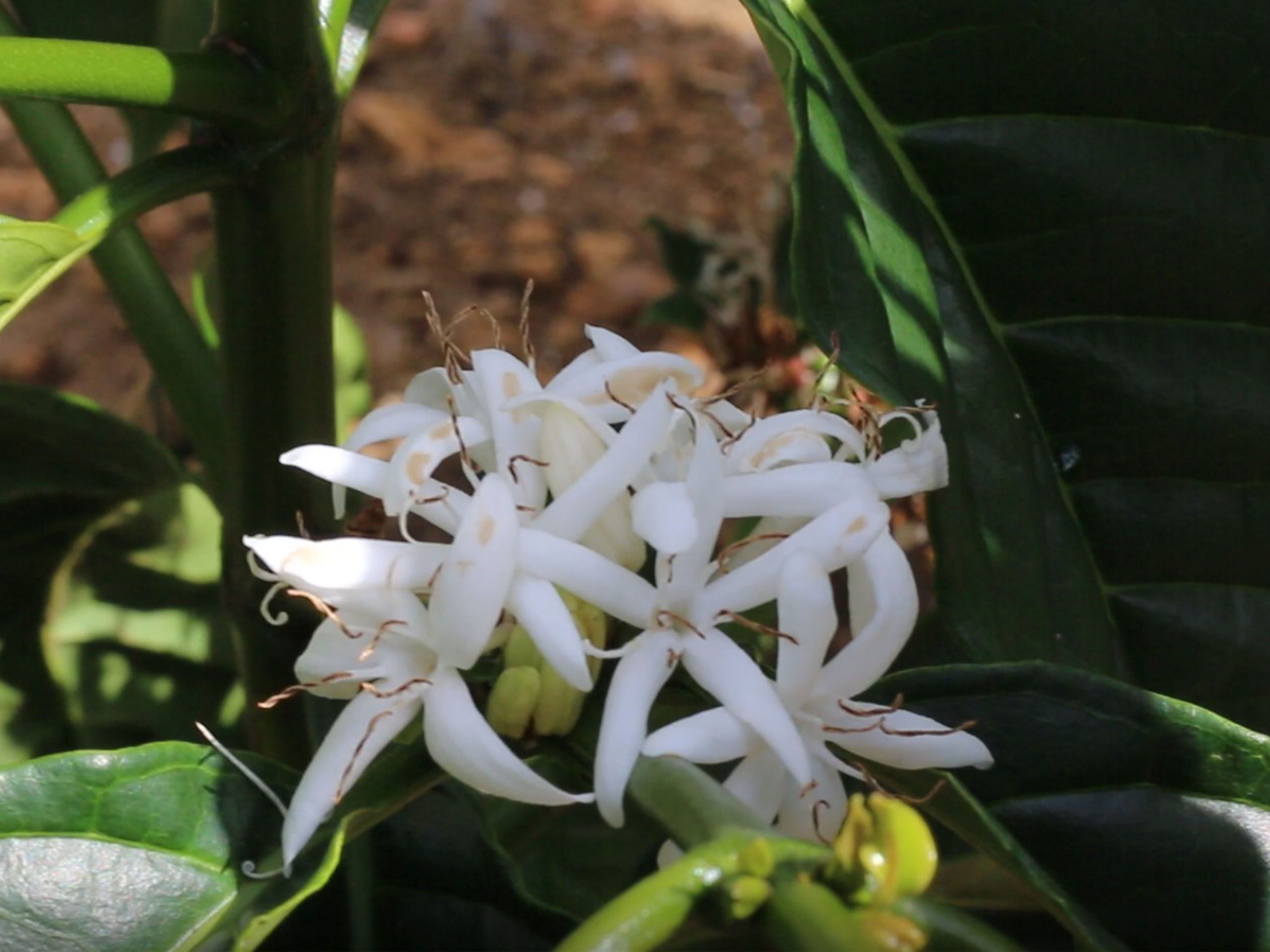 Café Arábica E Conilon A Venda em Senhor do Bonfim BA à venda. 255184